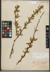 Foto von Salix triandra subsp. triandra L.